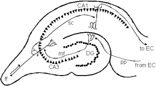 hippocampus regions
