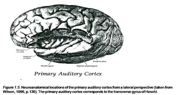 Neuroanatomical locations of the primary auditory cortex from a lateral perspective 
(taken from Wilson, 1996, p.130). The primary auditory cortex corresponds to the transverse gyrus of Heschl.